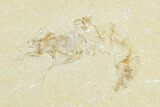 Two Cretaceous Fossil Shrimp - Lebanon #123893-2